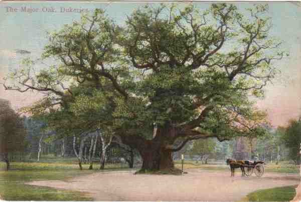 Postcard Image Major Oak.